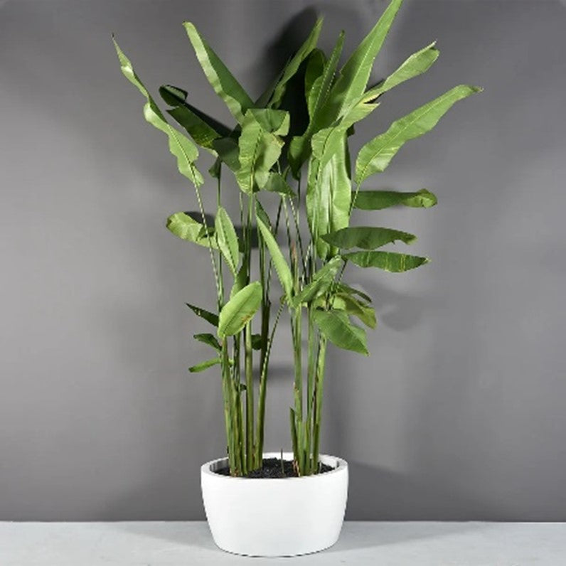The Casablanca Planter